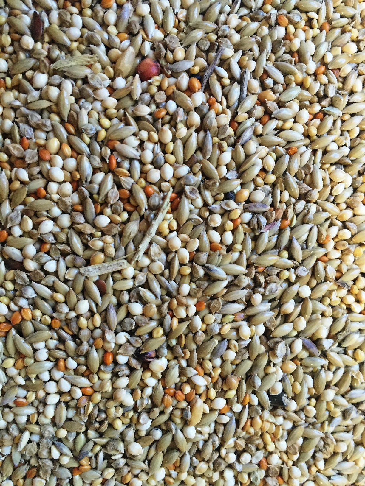 Perruche Nutri Pro